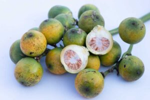 Are Betel Nuts Addictive